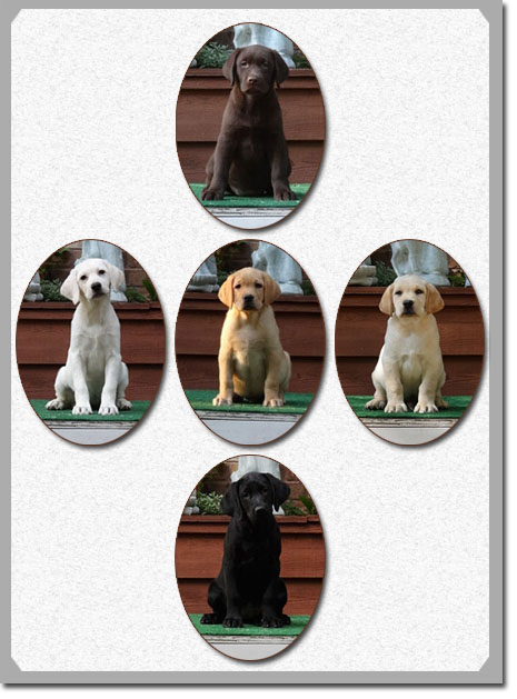 fully trained labs for sale
